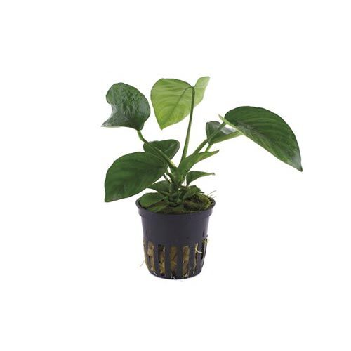 Tropica Anubias barteri var.caladiifolia Mutterpflanze  XL
