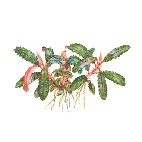 Tropica Bucephalandra sp. Red Topfpflanze Bild 2
