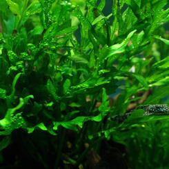 Tropica: Bolbitis heudelotii Bild 3