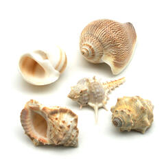 Hobby Sea Shells Set Aquariendekortion  L