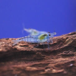 Neocaridina davidi var. Blue Jelly Garnele 5 St.