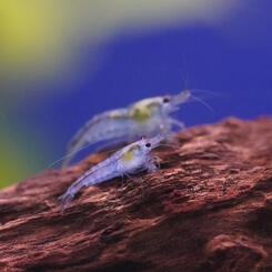 Neocaridina davidi var. Blue Jelly Garnele 5 St. Bild 2