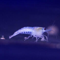 Neocaridina davidi var. Blue Jelly Garnele 5 St. Bild 3