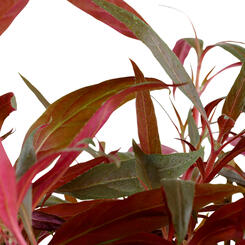 Tropica Alternanthera reineckii pink Mutterpflanze  XL Bild 2
