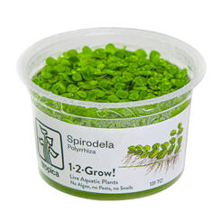 Tropica Spirodela Polyrrhiza 1 2 Grow!